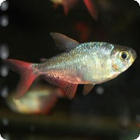 COLUMBIAN RED AND BLUE TETRA - QUANTITY OF 12